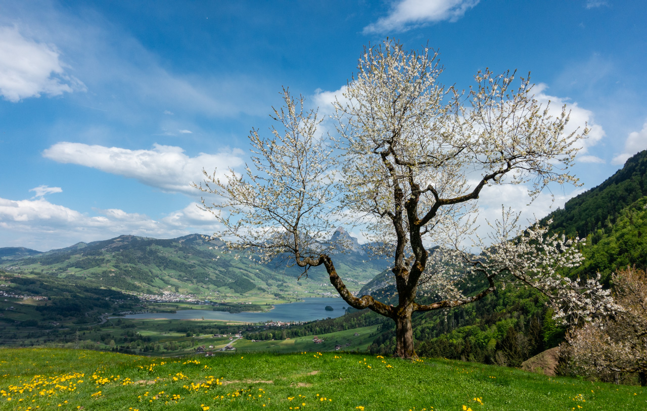 SPRING INTO SWITZERLAND