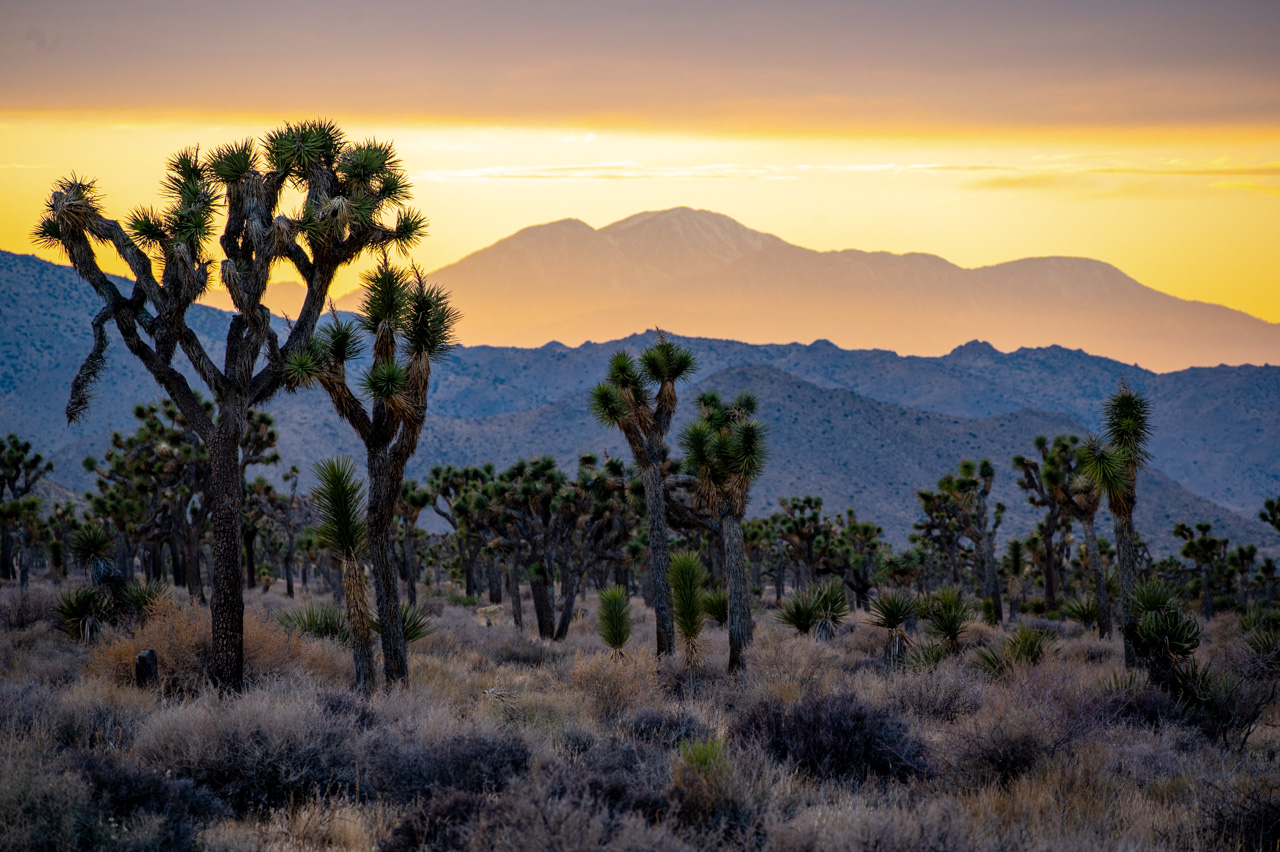 JOSHUA TREES AND FAN PALMS
