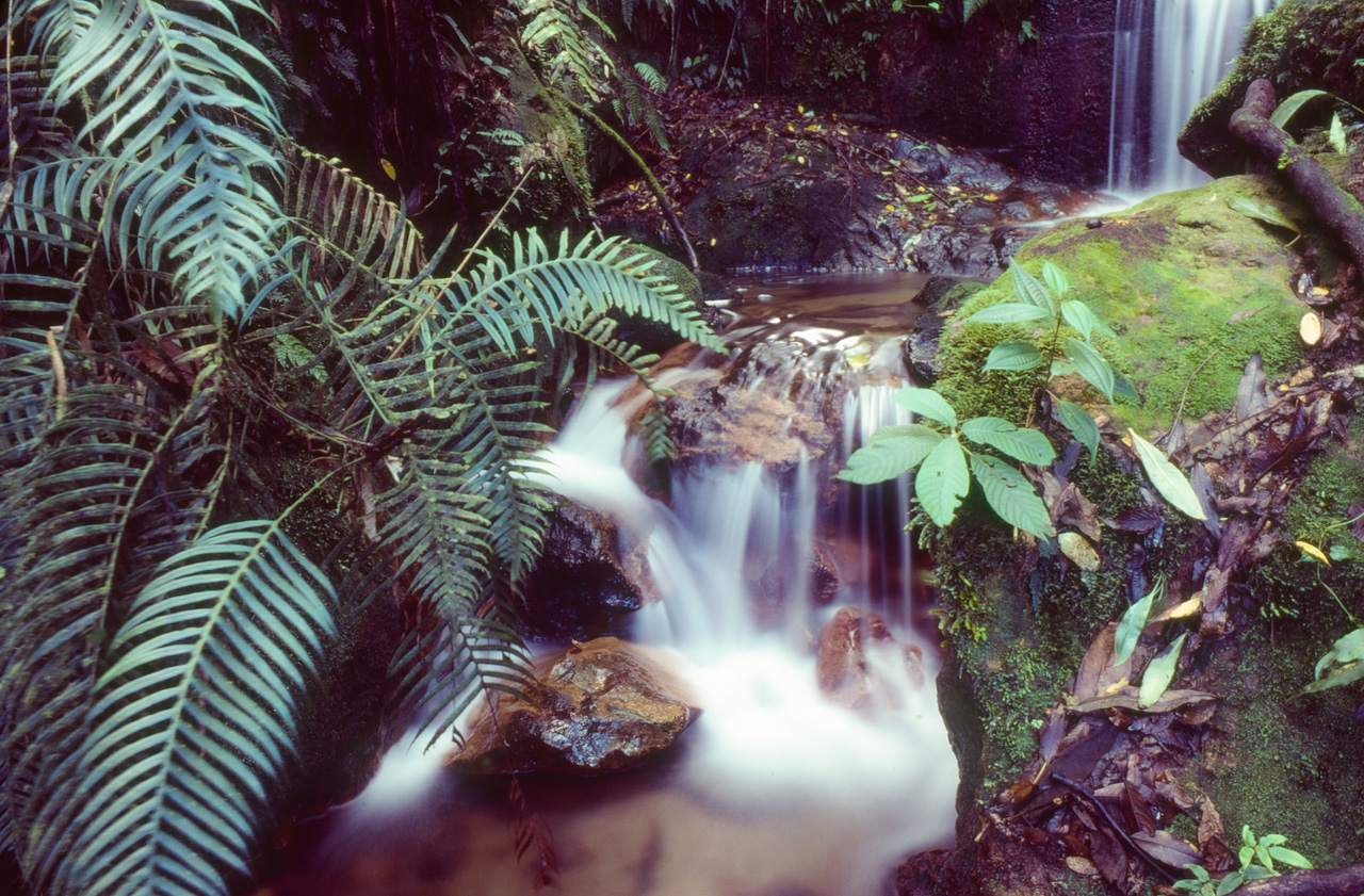 Parque Nacional La Tigra