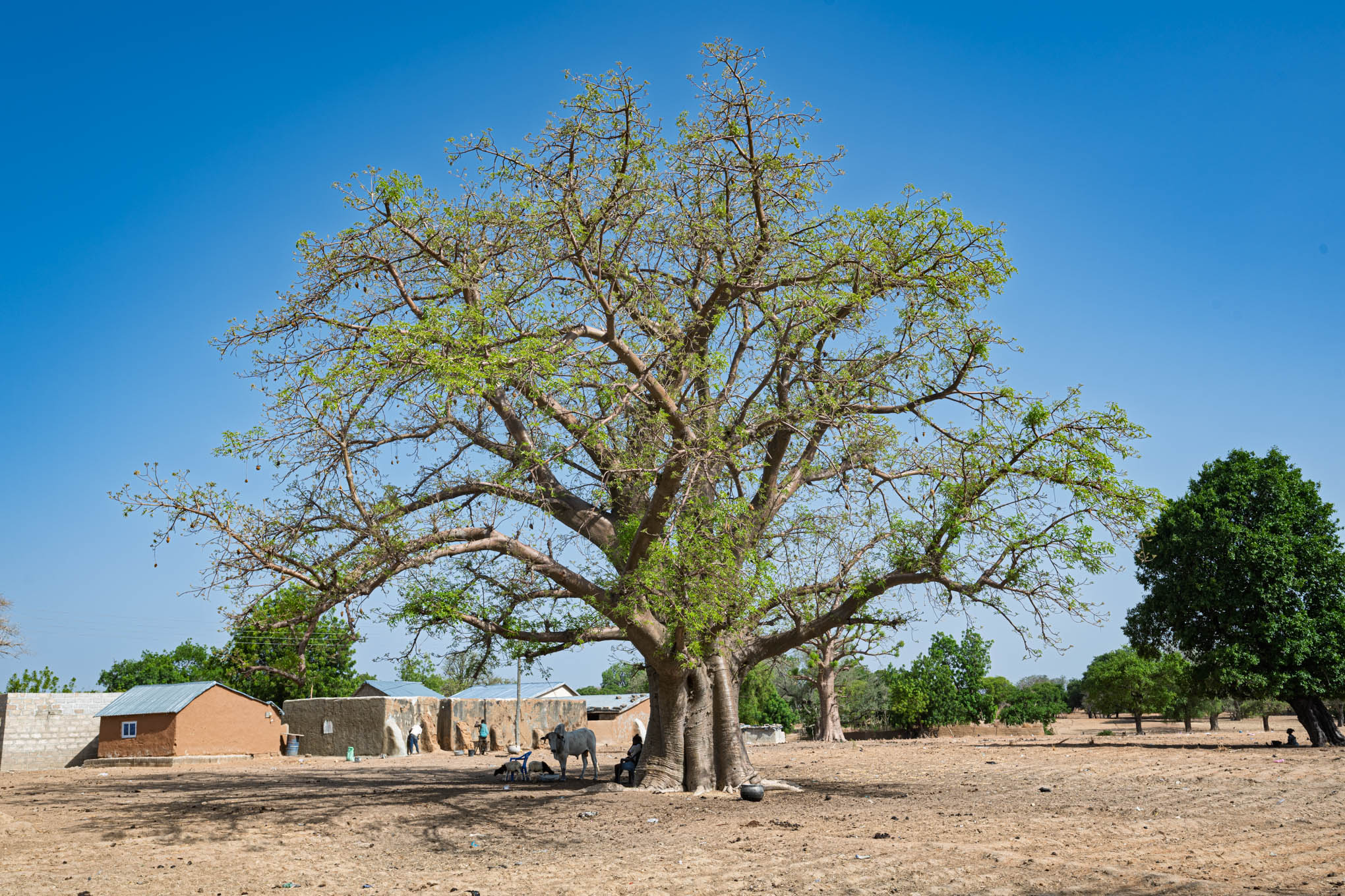 DANCIN’ UNDER THE BAOBAB TREE