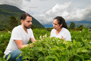 Trials of CWR-derived potatoes for late blight resistance at Oxapampa, Peru. Thiago Mendes and Mariela Aponte International Potato Center. Photo: Michael Major for Crop Trust