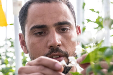 Thiago Mendes, CIP. CWR Project "Cross of selected clones introduced from INIA Uruguay during Phase 1 with local varieties and advanced adopted CIP-bred breeding clones with heat tolerance'. Huancayo greenhouse, Peru. International Potato Center. Photo: Michael Major for Crop Trust