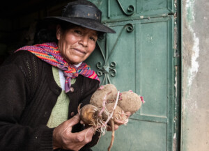 Maryluz Contreras of Colpar in central Peru is sharing her knowledge about potatoes with the project team. In the fields near her home, project staff have planted two kinds of potatoes and are asking community members like Maryluz to select their preferred potato. Photo: Michael Major for Crop Trust