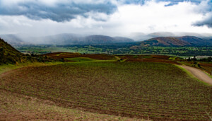 Field trials of two crop wild relative-derived clones in farmers' fields near Huancayo, Peru. Photo: Michael Major for Crop Trust