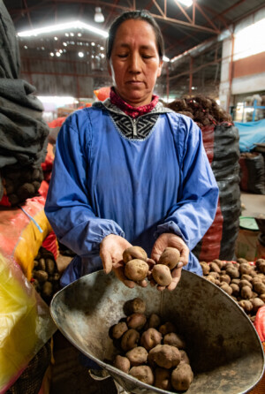 Potato diversity in Huancayo central market. Photo: Michael Major for Crop Trust