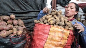 Potato diversity in Huancayo central market. Photo: Michael Major for Crop Trust