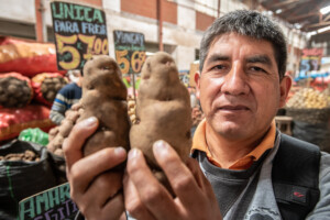 Potato diversity in Huancayo central market. Photo: Michael Major for Crop Trust