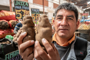 Potato diversity in Huancayo central market. Photo: Michael Major for Crop Trust
