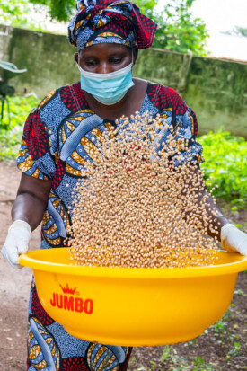 Members of the Jahuur Farmers’ Cooperative attended a training session provided by the Gambian National Agricultural Research Institute (NARI) to learn how to make their own ‘fortified’ porridge using pearl millet, cowpea, maize and groundnut.
Photo taken during a visit to The Gambia on 27-29 August 2023 to document success stories under a project “Improving Agricultural Resilience to Salinity through Development and Promotion of Pro-poor Technologies (RESADE)” implemented by the International Center for Biosaline Agriculture (ICBA) and funded by the International Fund for Agricultural Development (IFAD) and the Arab Bank for Economic Development in Africa (BADEA).
More information about the project can be found at: resade.biosaline.org/
Photo credit: Michael Major for ICBA