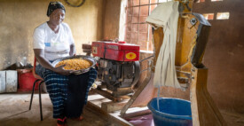 Kumba Jallow, Farmer Field School Facilitator and member of Yanpi Cooperative, Jahaur
Members of the Jahuur Farmers’ Cooperative attended a training session provided by the Gambian National Agricultural Research Institute (NARI) to learn how to make their own ‘fortified’ porridge using pearl millet, cowpea, maize and groundnut.
Photo taken during a visit to The Gambia on 27-29 August 2023 to document success stories under a project “Improving Agricultural Resilience to Salinity through Development and Promotion of Pro-poor Technologies (RESADE)” implemented by the International Center for Biosaline Agriculture (ICBA) and funded by the International Fund for Agricultural Development (IFAD) and the Arab Bank for Economic Development in Africa (BADEA).
More information about the project can be found at: resade.biosaline.org/
Photo credit: Michael Major for ICBA