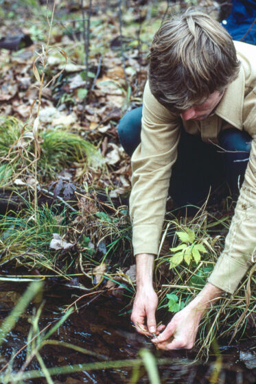 “As I tramped on I passed to absorb the majesty of an 80-year-old white pine … then I look to the right and was brought out of my spellbound hold when I saw a pit filled with rusted cans. In the same place I found wild ginger and collected and washed the roots.”