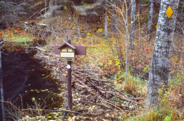 "At FR118, the trail utilized a beaver dam. Then I entered a red pine plantation."