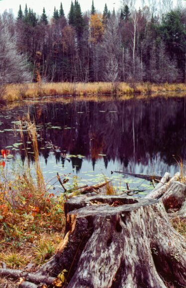 "At Lake 11, I found a campsite on the east side of of the lake. There probably were better sites but this was used before. As last night a crow announced my arrival. I sat down and closed my eyes. Soon I became aware of a large flock of juncos and chickadees in the pine plantation near the site.
"In the evening, a flock of ducks flew by. I could clearly hear their wingbeats as they circled the lake. In all the lakes I’ve noticed the tamaracks predominate on the north shore. I at mac and cheese for suppler. Then I made a small fire and gained another friend, though it was short lived."