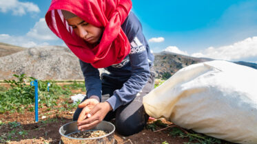 Seed from some crops like "Medicago" have to be painstakingly collected by hand in the field. Amina Jomaa collecting "Medicago" seed in regeneration plots. Photo: Michael Major/Crop Trust