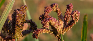 Finger millet can withstand cultivation at altitudes over 2000 m above sea level, has high drought tolerance, and high levels of micronutrients. Pictured are panicles of Maridadi, one of the finger millet varieties released by Dr. Chrispus Oduori. Photo: Michael Major/Crop Trust