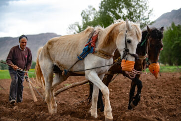 Farmer with horse-drawn plow in Atlas Mountain near Guigou, Morocco. Photo: Michael Major/Crop Trust