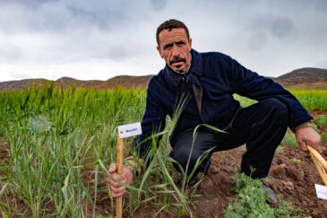 Nachit. Durum wheat trials for DIIVA project with farmer Aziz el Kaissi in Ait Bouhou, Morocco. Photo: Michael Major/Crop Trust