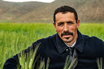 Durum wheat trials for DIIVA project with farmer Aziz el Kaissi in Ait Bouhou, Morocco. Photo: Michael Major/Crop Trust