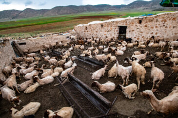 Durum wheat trials for DIIVA project with farmer Aziz el Kaissi in Ait Bouhou, Morocco. Photo: Michael Major/Crop Trust