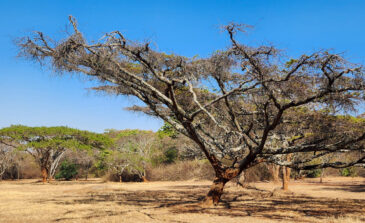 National Botanic Garden of Zimbabwe is situated north of Harare City Centre in the suburb of Alexandra Park. It also houses the National Herbarium of Zimbabwe. The gardens have an area of almost 7 square kilometres. It was initially established as a recreation area in 1902. In 1962 it became the National Botanic Gardens. Half of the gardens are devoted to indigenous plants from Zimbabwe's woodlands and include most of the 750 species found in the country. Other areas contain plants typical to the African continent including rare and endangered species, as well as exotics from South America, India, Australia and the Far East. It contains 90% of the different ecological habitats in found in Zimbabwe.