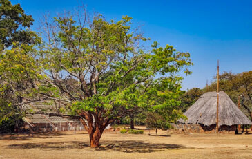 National Botanic Garden of Zimbabwe is situated north of Harare City Centre in the suburb of Alexandra Park. It also houses the National Herbarium of Zimbabwe. The gardens have an area of almost 7 square kilometres. It was initially established as a recreation area in 1902. In 1962 it became the National Botanic Gardens. Half of the gardens are devoted to indigenous plants from Zimbabwe's woodlands and include most of the 750 species found in the country. Other areas contain plants typical to the African continent including rare and endangered species, as well as exotics from South America, India, Australia and the Far East. It contains 90% of the different ecological habitats in found in Zimbabwe.