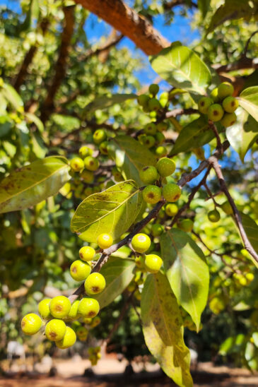 National Botanic Garden of Zimbabwe is situated north of Harare City Centre in the suburb of Alexandra Park. It also houses the National Herbarium of Zimbabwe. The gardens have an area of almost 7 square kilometres. It was initially established as a recreation area in 1902. In 1962 it became the National Botanic Gardens. Half of the gardens are devoted to indigenous plants from Zimbabwe's woodlands and include most of the 750 species found in the country. Other areas contain plants typical to the African continent including rare and endangered species, as well as exotics from South America, India, Australia and the Far East. It contains 90% of the different ecological habitats in found in Zimbabwe.