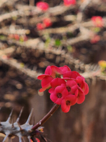 National Botanic Garden of Zimbabwe is situated north of Harare City Centre in the suburb of Alexandra Park. It also houses the National Herbarium of Zimbabwe. The gardens have an area of almost 7 square kilometres. It was initially established as a recreation area in 1902. In 1962 it became the National Botanic Gardens. Half of the gardens are devoted to indigenous plants from Zimbabwe's woodlands and include most of the 750 species found in the country. Other areas contain plants typical to the African continent including rare and endangered species, as well as exotics from South America, India, Australia and the Far East. It contains 90% of the different ecological habitats in found in Zimbabwe.