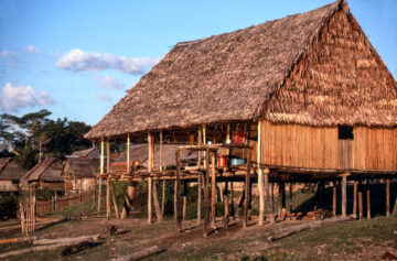 A thatched hut along the Rio Tayaho, a tributary of the Amazon a day upstream from Iquitos, Peru. Animals roam under the house eating kitchen scraps.