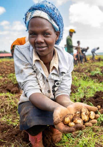 The Crop Trust's BOLD Project is working with the International Potato Center to select genotypes derived from crosses between CWR-derived hybrids and advanced CIP clones exhibiting late-blight resistance.
Photo: Michael Major for Crop Trust