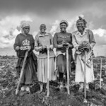 Farmers (l to r: Ruth Kosgei, Joyce Ruto, Faith Koech and Lina Kenduywo) celebrate the completion of the harvest of the BOLD potato trial at the Sirikwa Farm, Molo, Nakuru County, Kenya.
The Crop Trust's BOLD Project is working with the International Potato Center to select genotypes derived from crosses between CWR-derived hybrids and advanced CIP clones exhibiting late-blight resistance.
Photo: Michael Major for Crop Trust