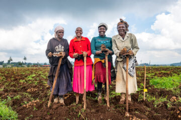 Farmers (l to r: Ruth Kosgei, Joyce Ruto, Faith Koech and Lina Kenduywo) celebrate the completion of the harvest of the BOLD potato trial at the Sirikwa Farm, Molo, Nakuru County, Kenya.
The Crop Trust's BOLD Project is working with the International Potato Center to select genotypes derived from crosses between CWR-derived hybrids and advanced CIP clones exhibiting late-blight resistance.
Photo: Michael Major for Crop Trust