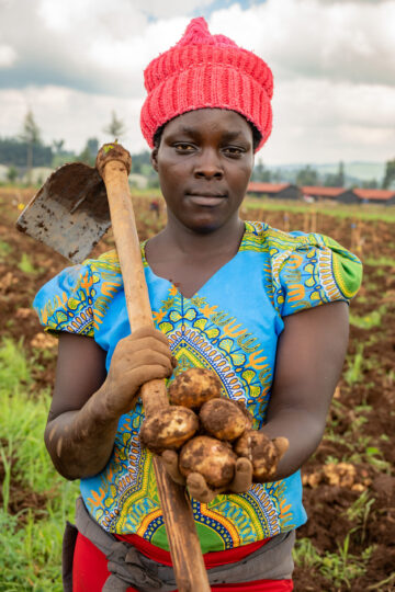 Faith Too, a farmer in Sirikwa, Molo, Nakuru County, Kenya, harvests potato in a BOLD trial for selecting late blight resistant potatoes.
The Crop Trust's BOLD Project is working with the International Potato Center to select genotypes derived from crosses between CWR-derived hybrids and advanced CIP clones exhibiting late-blight resistance.
Photo: Michael Major for Crop Trust