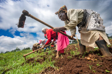 Farmers harvesting the BOLD potato trial at the Sirikwa Farm, Molo, Nakuru County, Kenya.
The Crop Trust's BOLD Project is working with the International Potato Center to select genotypes derived from crosses between CWR-derived hybrids and advanced CIP clones exhibiting late-blight resistance.
Photo: Michael Major for Crop Trust
