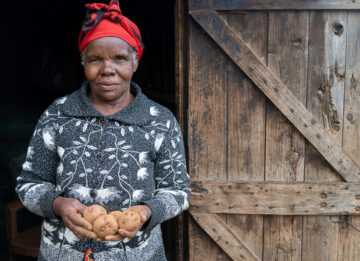 Rose Kiget, a farmer in Sirikwa, Molo, Nakuru County, Kenya, holds seed potato that she will use to sow her next potato crop.
The Crop Trust's BOLD Project is working with the International Potato Center to select genotypes derived from crosses between CWR-derived hybrids and advanced CIP clones exhibiting late-blight resistance.
Photo: Michael Major for Crop Trust