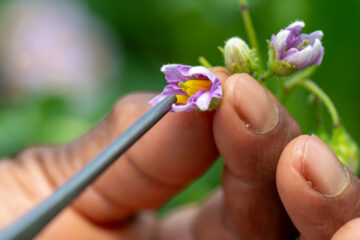 Emasculation of potato flower as part of the crossing process.
The Crop Trust's BOLD Project is working with the International Potato Center to select genotypes derived from crosses between CWR-derived hybrids and advanced CIP clones exhibiting late-blight resistance.
Photo: Michael Major for Crop Trust