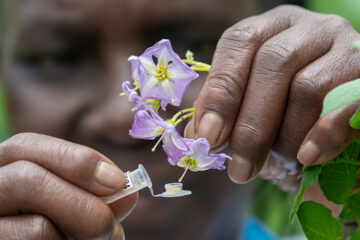 Pollination of potato flower as part of the crossing process.
The Crop Trust's BOLD Project is working with the International Potato Center to select genotypes derived from crosses between CWR-derived hybrids and advanced CIP clones exhibiting late-blight resistance.
Photo: Michael Major for Crop Trust