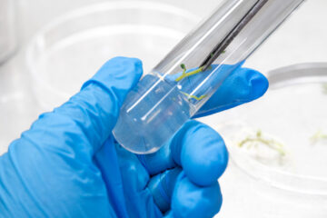 Prepping for in vitro conservation of potato at the CIP labs in Nairobi, Kenya.
The Crop Trust's BOLD Project is working with the International Potato Center to select genotypes derived from crosses between CWR-derived hybrids and advanced CIP clones exhibiting late-blight resistance.
Photo: Michael Major for Crop Trust
