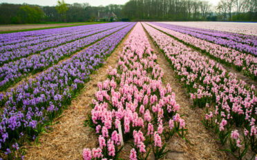 Keukenhof Garden, a 32-hectare garden dedicated to all bulby things growing in spring