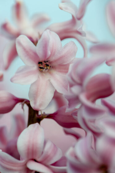 Keukenhof Garden, a 32-hectare garden dedicated to all bulby things growing in spring