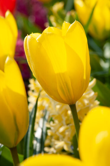 Keukenhof Garden, a 32-hectare garden dedicated to all bulby things growing in spring