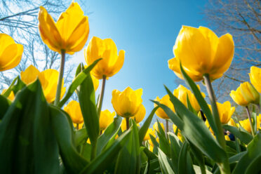 Keukenhof Garden, a 32-hectare garden dedicated to all bulby things growing in spring