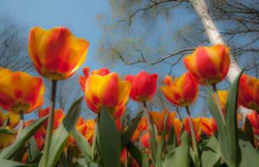 Keukenhof Garden, a 32-hectare garden dedicated to all bulby things growing in spring