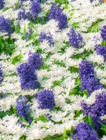 Hyacinthus and Anemone paired at Keukenhof Garden, a 32-hectare garden dedicated to all bulby things growing in spring