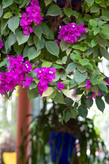 Marrakesh, Morocco. Photo: Michael Major