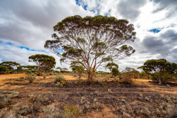 "90 Mile Straight" on Eyre Highway between Balladoniaand Caiguna on Nullarbor Plain of Western Australia. The longest straight stretch of road in Australia and one of the longest in the world. The road stretches for 146.6 kilometres.