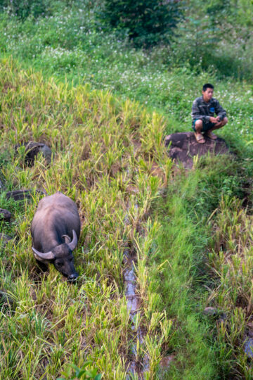 Cao Phong District, Hoa Binh, Vietnam. Photo: Michael Major for Crop Trust