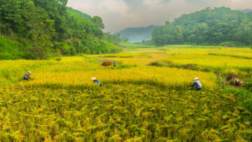 Cao Phong District, Hoa Binh, Vietnam. Photo: Michael Major for Crop Trust