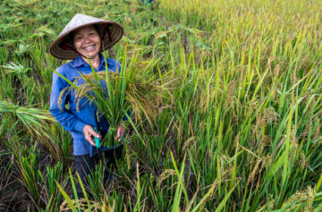 Harvest of upland rice. Cao Phong District, Hoa Binh, Vietnam. Photo: Michael Major for Crop Trust