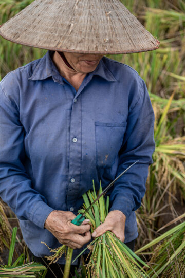 Harvest of upland rice. Cao Phong District, Hoa Binh, Vietnam. Photo: Michael Major for Crop Trust