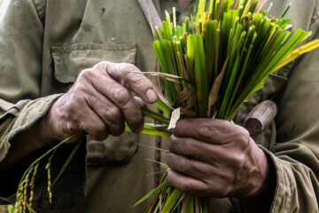 Cao Phong District, Hoa Binh, Vietnam. Photo: Michael Major for Crop Trust